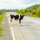 Illustration for article titled This month in overturned trucks: All the livestock